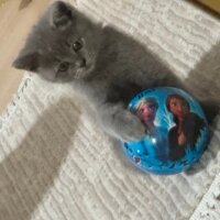 British Shorthair, Kedi  Behlül fotoğrafı