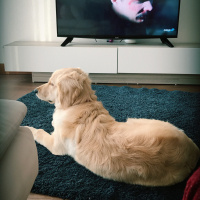 Golden Retriever, Köpek  Waffle fotoğrafı