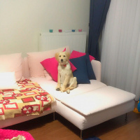 Golden Retriever, Köpek  Waffle fotoğrafı