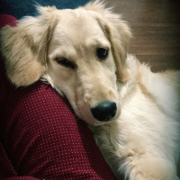 Golden Retriever, Köpek  Waffle fotoğrafı