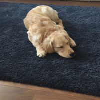 Golden Retriever, Köpek  Waffle fotoğrafı