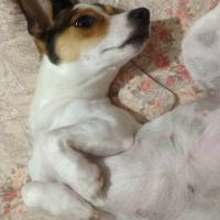 Jack Russell Terrier, Köpek  Helles fotoğrafı