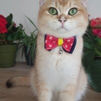 British Shorthair, Kedi  Tarçın fotoğrafı