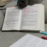 Scottish Fold, Kedi  Şila fotoğrafı