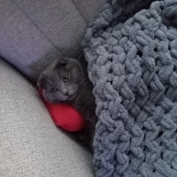 Scottish Fold, Kedi  Şila fotoğrafı