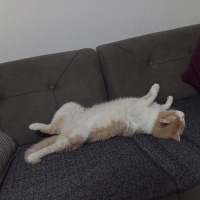 Sarman, Kedi  Chef fotoğrafı