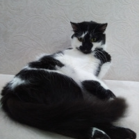 Norwegian Forest, Kedi  Candy fotoğrafı