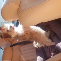 Yorkshire Terrier, Köpek  Latte fotoğrafı