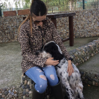 İngiliz Setter, Köpek  Dali fotoğrafı