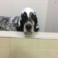 İngiliz Setter, Köpek  Dali fotoğrafı