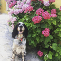 İngiliz Setter, Köpek  Dali fotoğrafı