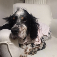 İngiliz Setter, Köpek  Dali fotoğrafı
