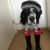 İngiliz Setter, Köpek  Dali fotoğrafı