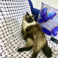 Siyam Kedisi, Kedi  Simba fotoğrafı