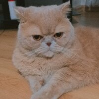 Exotic Shorthair, Kedi  Golfi fotoğrafı