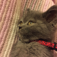 British Shorthair, Kedi  Venüs fotoğrafı