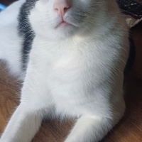 Tuxedo (Smokin) Kedi, Kedi  Giuseppe fotoğrafı
