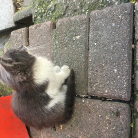 Tekir Kedi, Kedi  Henüz adı bile Yok fotoğrafı