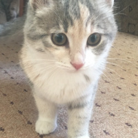 Tekir Kedi, Kedi  Merlin fotoğrafı