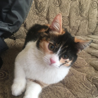 Tekir Kedi, Kedi  Merlin fotoğrafı