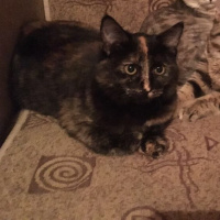Tekir Kedi, Kedi  Merlin fotoğrafı