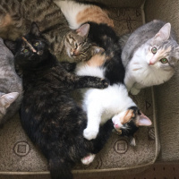 Tekir Kedi, Kedi  Merlin fotoğrafı