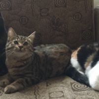 Tekir Kedi, Kedi  Merlin fotoğrafı