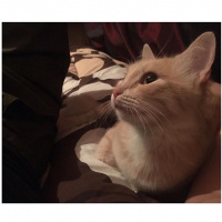 Tekir Kedi, Kedi  Merlin fotoğrafı
