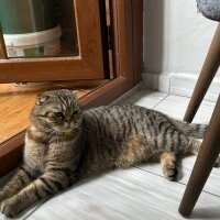 Scottish Fold, Kedi  Maşa fotoğrafı