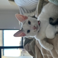 Tekir Kedi, Kedi  Thor fotoğrafı
