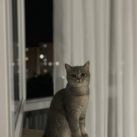 British Shorthair, Kedi  Boncuk fotoğrafı