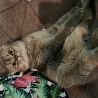 Scottish Fold, Kedi  Aslan fotoğrafı