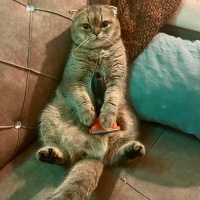 Scottish Fold, Kedi  Aslan fotoğrafı