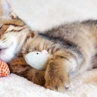 Tekir Kedi, Kedi  Mişa fotoğrafı