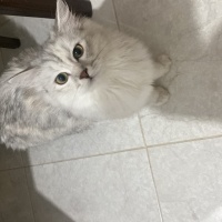 British Longhair, Kedi  Tosi fotoğrafı