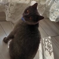 British Shorthair, Kedi  Mila fotoğrafı