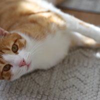 Tekir Kedi, Kedi  Simba fotoğrafı