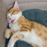 Tekir Kedi, Kedi  Simba fotoğrafı