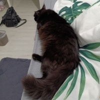 Tekir Kedi, Kedi  Mia fotoğrafı