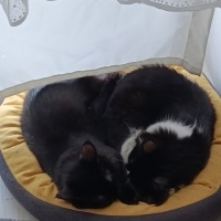 Tekir Kedi, Kedi  Mia fotoğrafı