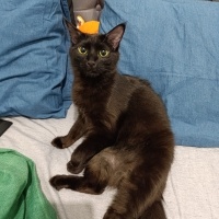 Tekir Kedi, Kedi  Mia fotoğrafı