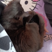 Tekir Kedi, Kedi  Mia fotoğrafı