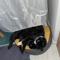 Tuxedo (Smokin) Kedi, Kedi  Loki fotoğrafı