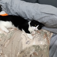 Tuxedo (Smokin) Kedi, Kedi  Loki fotoğrafı