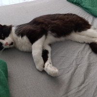 Tuxedo (Smokin) Kedi, Kedi  Loki fotoğrafı