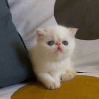 Exotic Shorthair, Kedi  Sümbül fotoğrafı