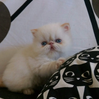 Exotic Shorthair, Kedi  Sümbül fotoğrafı