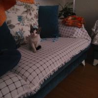 Tekir Kedi, Kedi  Üzüm fotoğrafı