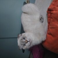 Scottish Fold, Kedi  Pamuk fotoğrafı