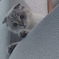 Scottish Fold, Kedi  Pamuk fotoğrafı